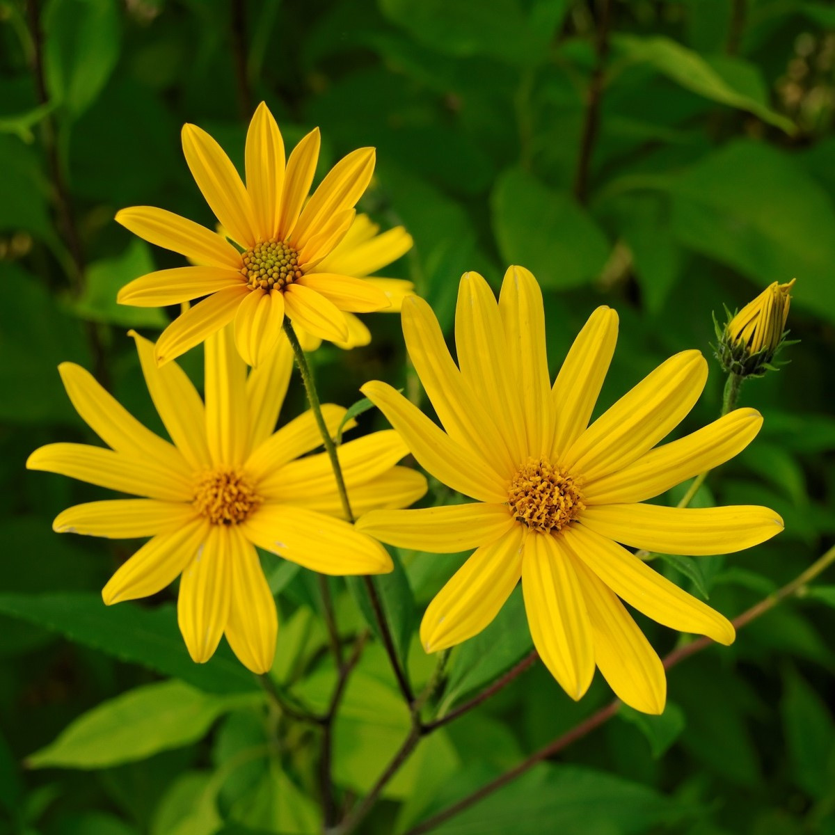 Topinambur červený Violet de rennes - Helianthus tuberosus - Kiepenkerl - 1 ks
