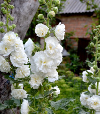 Topolovka bílá - Alcea - prostokořenné sazenice - 1 ks