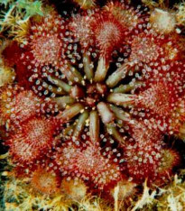 Rosnatka burkeana - Drosera burkeana - semena - 15 ks
