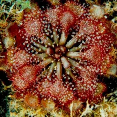 Rosnatka burkeana - Drosera burkeana - semena - 15 ks