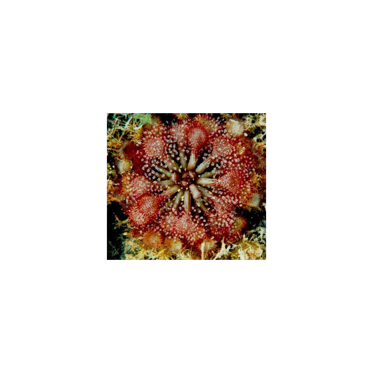 Rosnatka burkeana - Drosera burkeana - semena - 15 ks