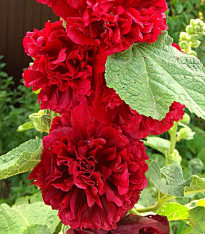 Topolovka červená - Alcea - prostokořenné sazenice - 1 ks