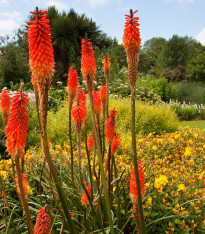 Mnohokvět Nancy Red - Kniphofia - prostokořenné sazenice - 1 ks