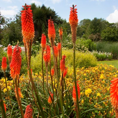Mnohokvět Nancy Red - Kniphofia - prostokořenné sazenice - 1 ks