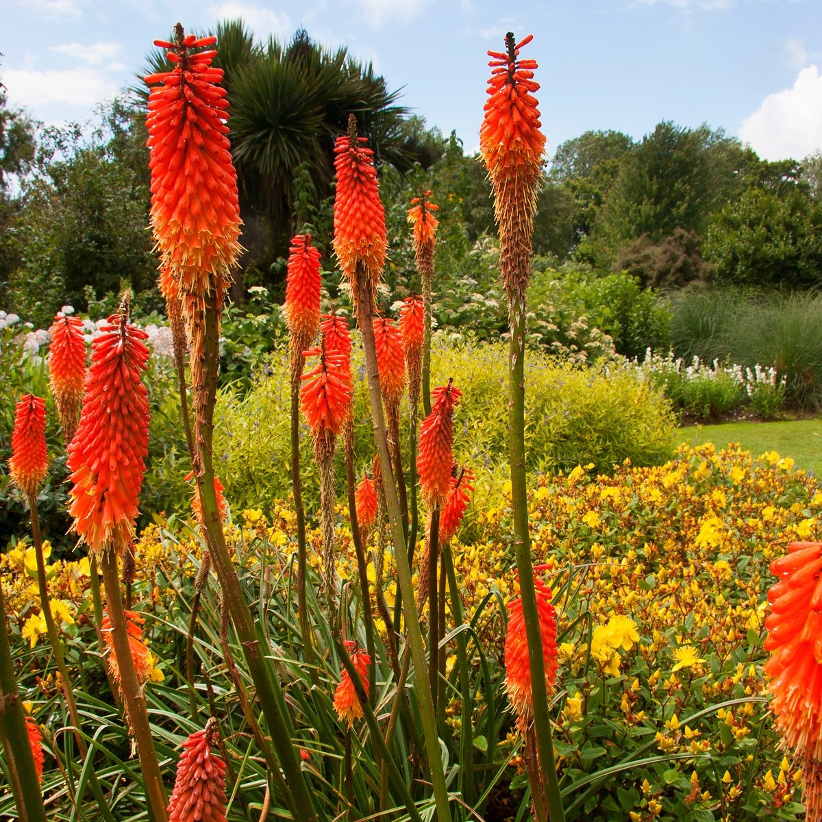 Mnohokvět Nancy Red - Kniphofia - prostokořenné sazenice - 1 ks