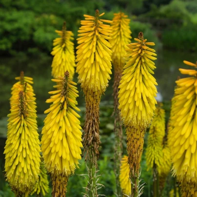 Mnohokvět Minister Verschuur - Kniphofia - prostokořenné sazenice - 1 ks