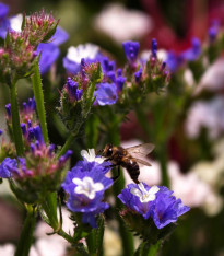 Limonka chobotnatá QIS Pale Blue - Limonium sinuatum - semena - 30 ks