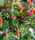 Chilli Prairie Fire - Capsicum annuum - semena - 6 ks