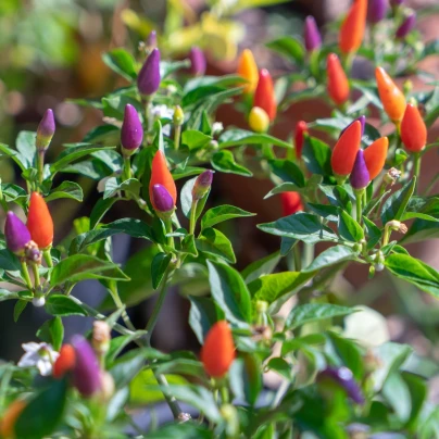 Chilli Prairie Fire - Capsicum annuum - semena - 6 ks
