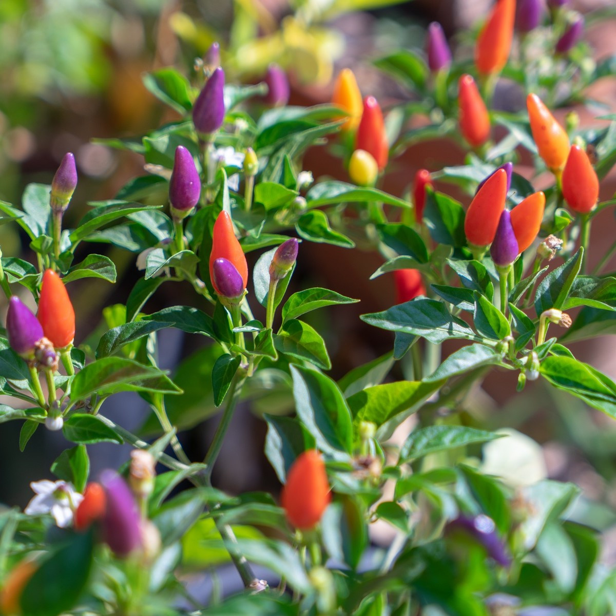 Chilli Prairie Fire - Capsicum annuum - semena - 6 ks