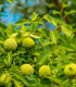 Maklura oranžová - Maclura pomifera - semena - 5 ks