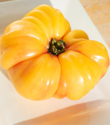 Semena rajčete – Rajče Brandywine žluté – Solanum lycopersicum