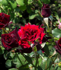 Růže velkokvětá pnoucí tmavě červená - Rosa - prostokořenné sazenice - 1 ks