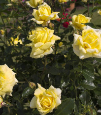 Růže velkokvětá pnoucí žlutá - Rosa - prostokořenné sazenice - 1 ks