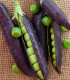 BIO Hrách Blauwschokker - Pisum sativum - bio semena - 25 ks