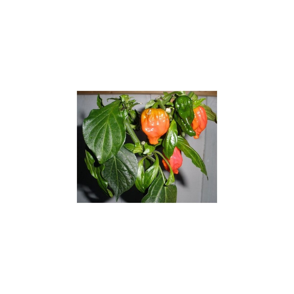 Chilli Dorset Naga - semínka Chilli papriček - Capsicum chinense - 6 ks