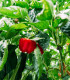 BIO Paprika Bellpepper červená - Capsicum annuum - bio semena - 6 ks