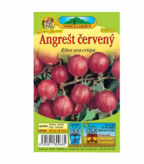 Angrešt červený - Ribes uva-crispa - prostokořenné sazenice - 1 ks