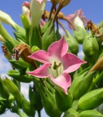 Tabák Burley - Nicotiana tabacum - semena - 20 ks