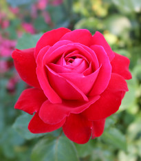 Růže velkokvětá keřová tmavě růžová - Rosa - prostokořenné sazenice - 1 ks