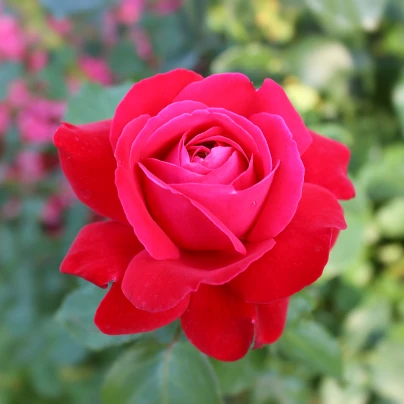 Růže velkokvětá keřová tmavě růžová - Rosa - prostokořenné sazenice - 1 ks