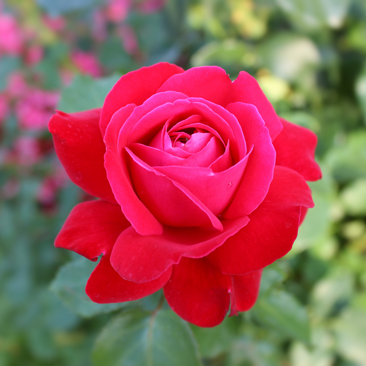 Růže velkokvětá keřová tmavě růžová - Rosa - prostokořenné sazenice - 1 ks