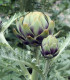 BIO Artyčok Green Globe - Cynara scolymus - bio semena - 10 ks