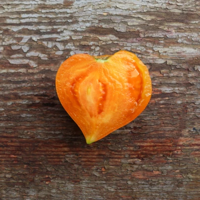 BIO Rajče Coure di Bue oranžové - Solanum lycopersicum - bio semena - 8 ks