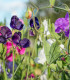 BIO Hrachor vonný směs barev - Lathyrus odoratus - bio semena - 15 ks