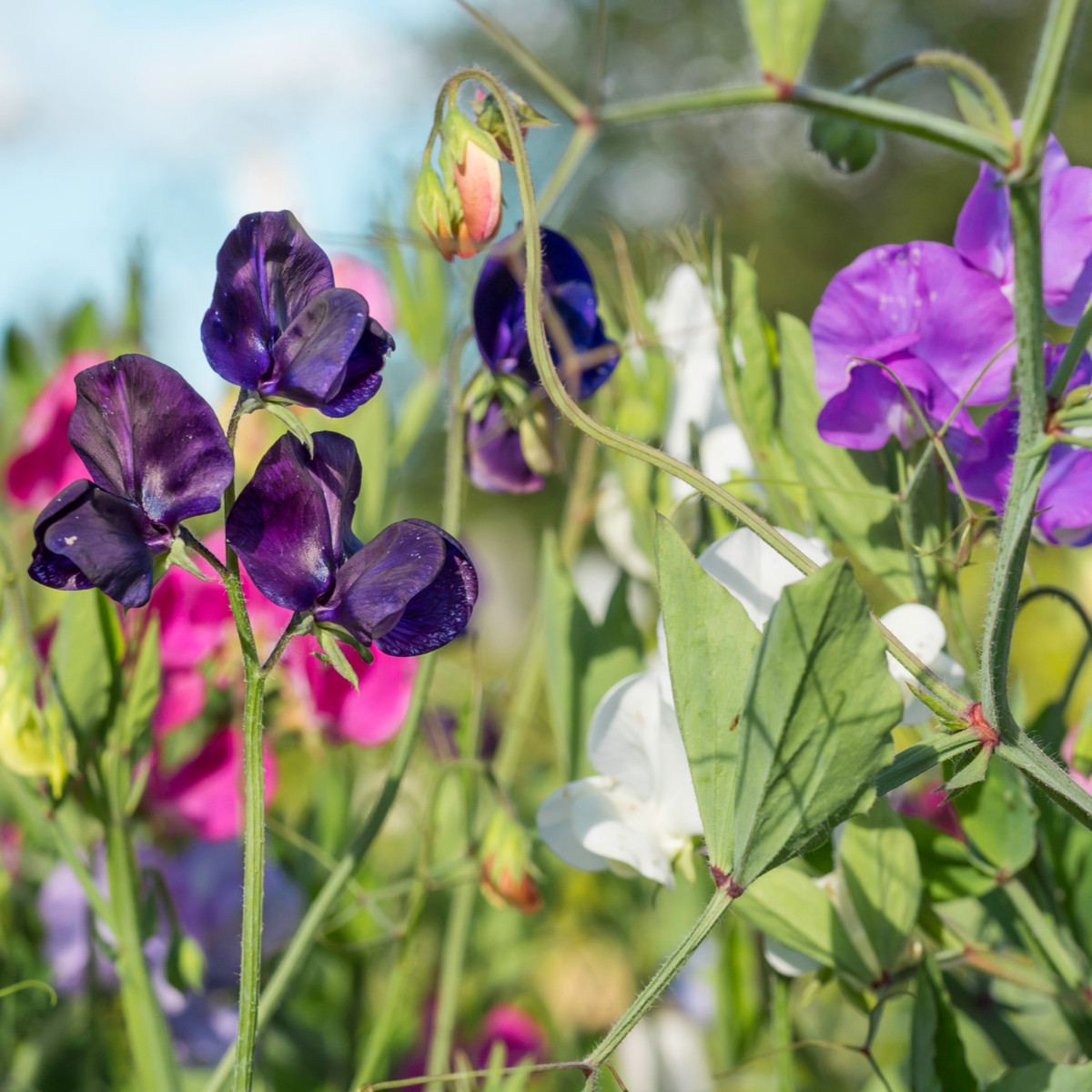 BIO Hrachor vonný směs barev - Lathyrus odoratus - bio semena - 15 ks