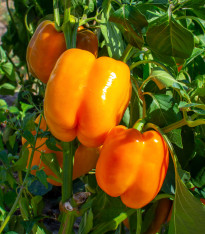 Paprika Snack Orange - Capsicum annuum - semena - 6 ks