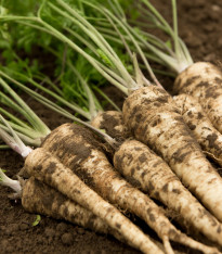 Petržel kořenová olomoucká - Petroselinum crispum - semena - 700 ks