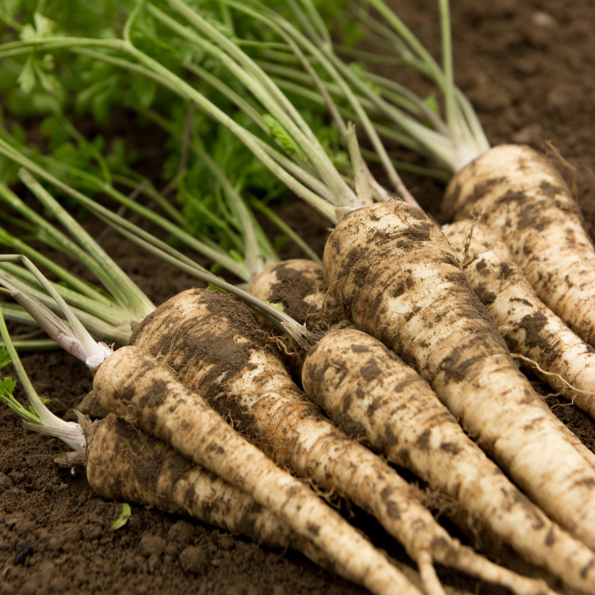 Petržel kořenová olomoucká - Petroselinum crispum - semena - 700 ks