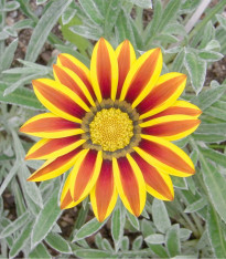 Gazánie Siesta Yellow Flame - Gazania rigens - semena - 20 ks