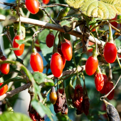 BIO Kustovnice čínská - Lycium chinense - bio semena - 5 ks