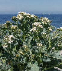 BIO Katráň přímořský - Crambe maritima - bio semena - 4 ks
