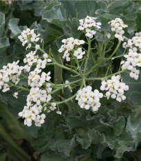 Katráň přímořský - Crambe maritima - semena - 4 ks