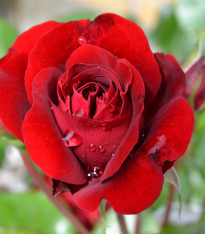 Růže velkokvětá pnoucí červená - Rosa - prostokořenné sazenice - 1 ks