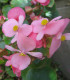 Begonie Super Olympia Rosa - Begonia semperflorens - semena - 12 ks