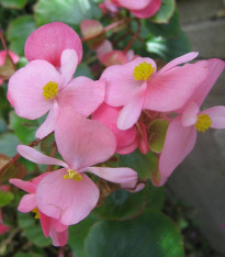 Begonie Super Olympia Rosa - Begonia semperflorens - semena - 12 ks