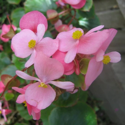 Begonie Super Olympia Pink F1 - Begonia semperflorens - semena - 20 ks