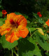 BIO Kapucínka Nasturtium - Tropaeolum majus odor. - bio semena - 10 ks