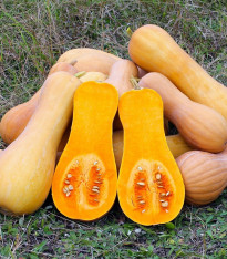 Tykev muškátová Butterscotch PMT F1 - Cucurbita moschata - semena - 5 ks