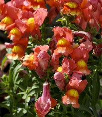 Hledík nízký dvoukvětý Twinny Bronze - Antirrhinum majus - semena - 20 ks