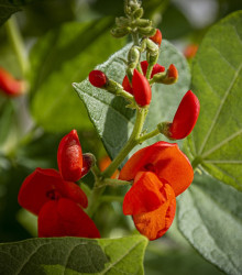 Semena hrachoru – Hrachor Roma Scarlet – Lathyrus odoratus
