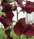 Hrachor Sunshine Burgundy - Lathyrus odoratus - semena - 12 ks