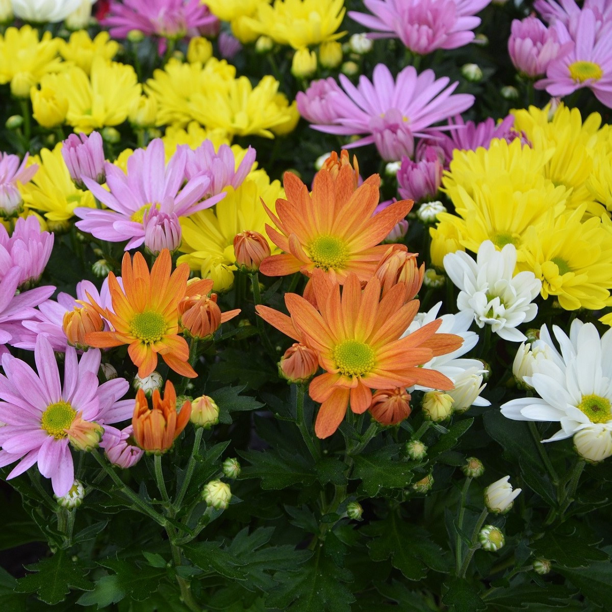 Kopretina Robinson směs - Tanacetum coccineum - semena - 140 ks