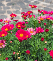 Kopretina Robinson růžová směs - Tanacetum coccineum - semena - 100 ks