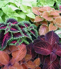 Africká kopřiva Wizard mix - Coleus blumei - semena - 30 ks