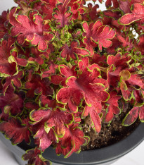 Africká kopřiva Wizard Velvet Rose - Coleus blumei - semena - 30 ks